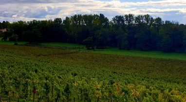 Les vendanges, comment ça marche ?